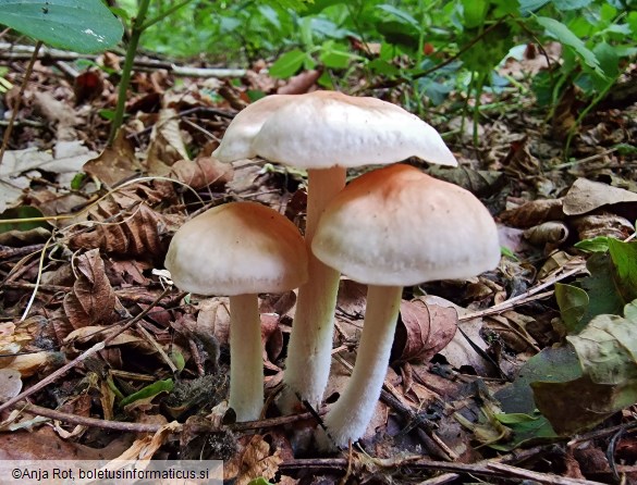 Gymnopus hariolorum