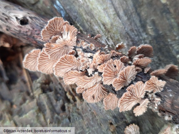 Schizophyllum commune
