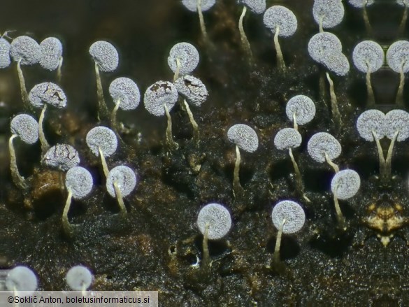 Physarum album