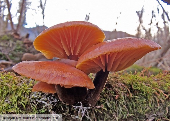 Flammulina elastica