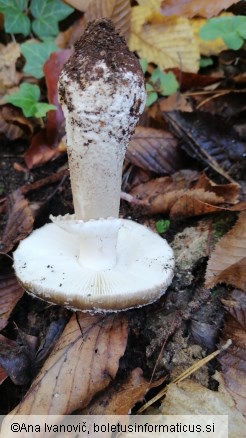 Amanita excelsa