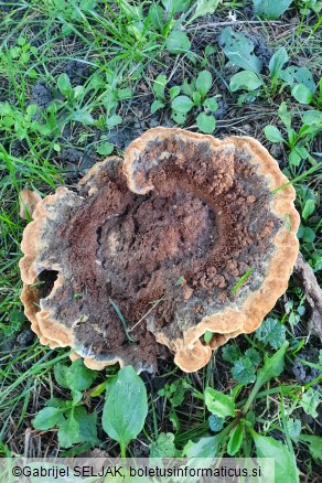 Phaeolus schweinitzii