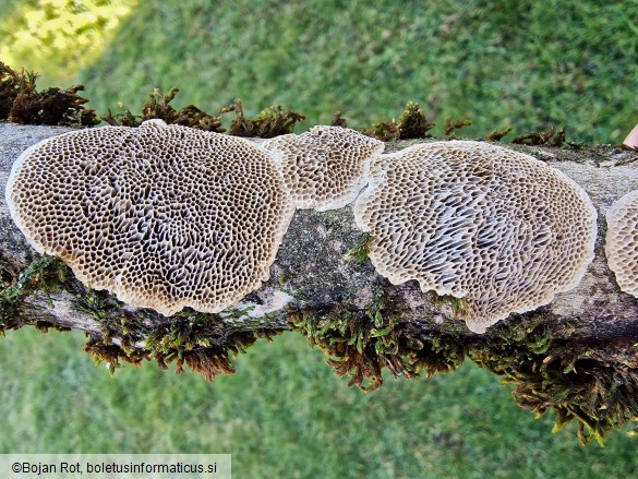 Coriolopsis trogii