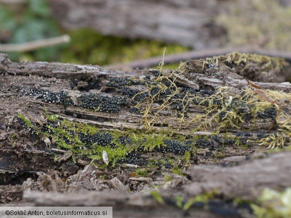 Ruzenia spermoides