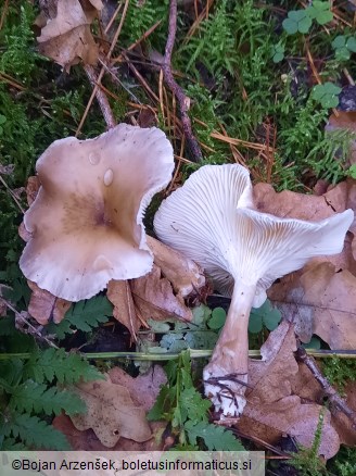 Ampulloclitocybe clavipes