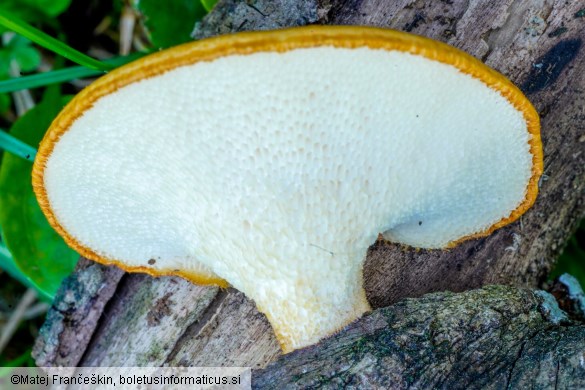 Neofavolus alveolaris