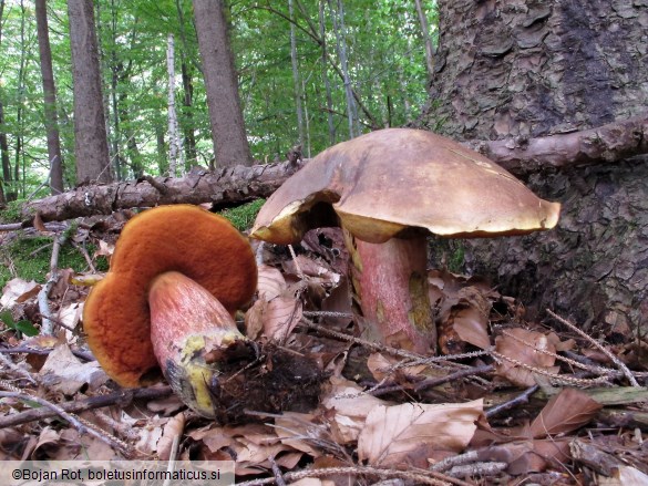 Neoboletus erythropus