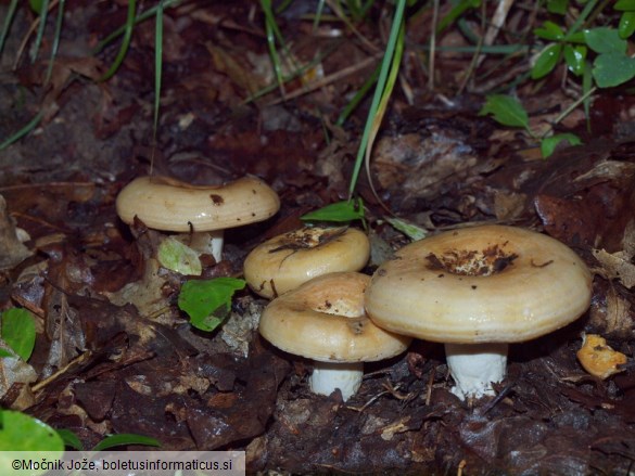Lactarius zonarius