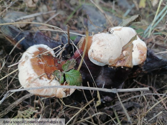 Ganoderma carnosum