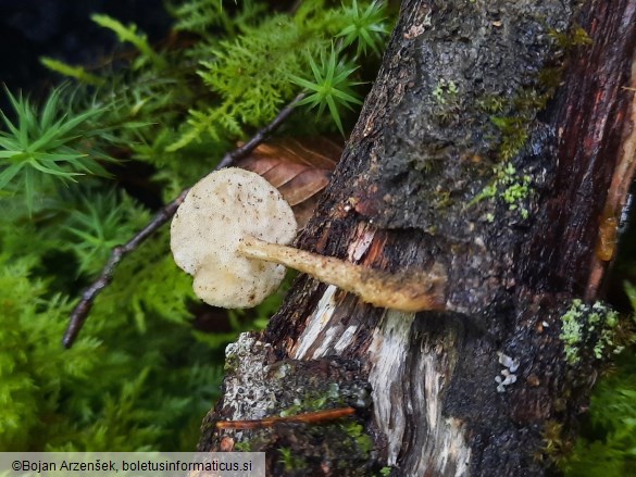 Polyporus ciliatus
