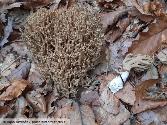 Ramaria fennica