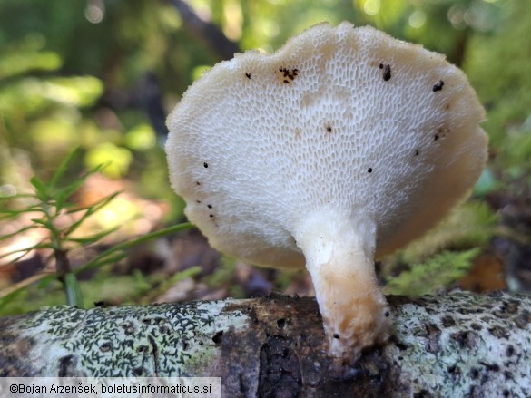 Polyporus tuberaster