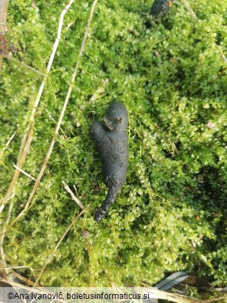 Xylaria polymorpha
