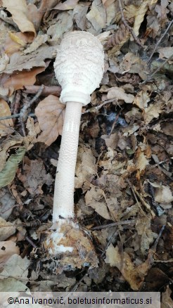 Macrolepiota procera