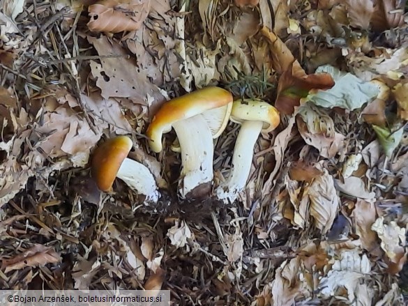 Tricholoma boudieri