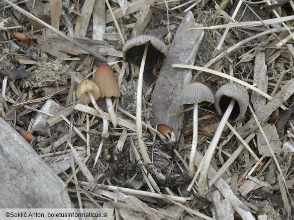 Parasola auricoma