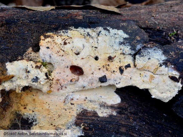 Vararia ochroleuca