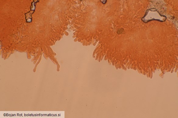 Calyptella capula