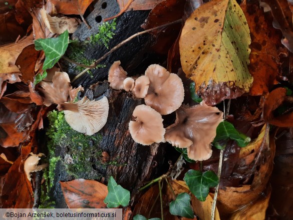 Lentinellus micheneri