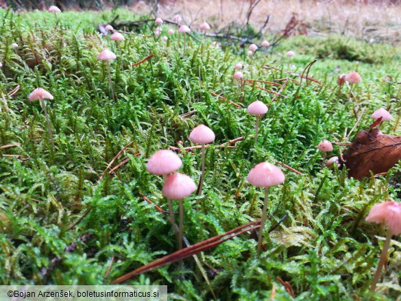 Mycena rosella