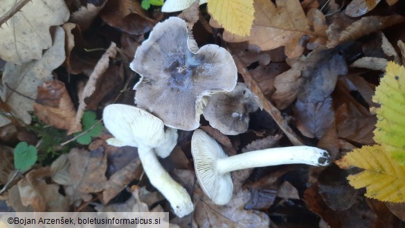 Tricholoma portentosum