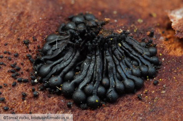 Calosphaeria pulchella