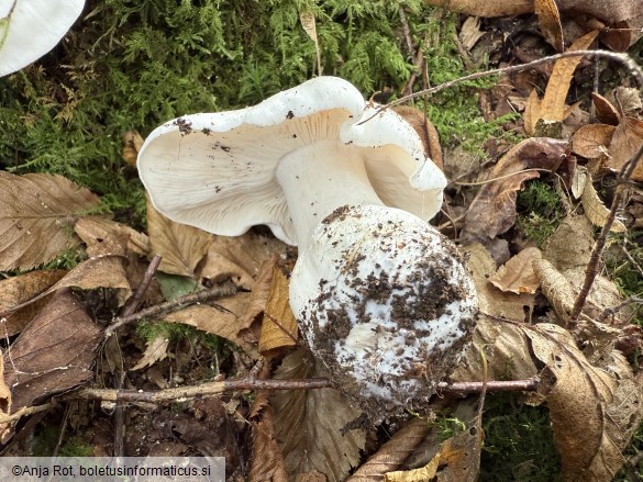 Tricholoma columbetta