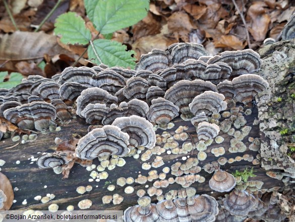 Trametes versicolor