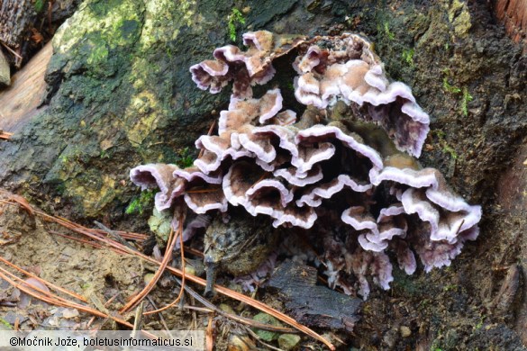 Chondrostereum purpureum