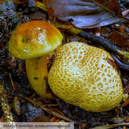 Pseudoboletus parasiticus