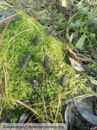 Xylaria polymorpha