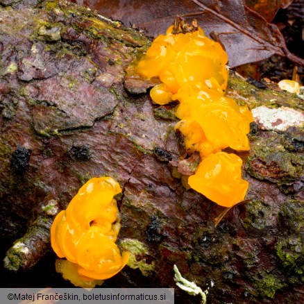 Dacrymyces chrysospermus