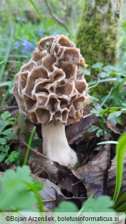 Morchella vulgaris
