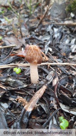 Verpa bohemica