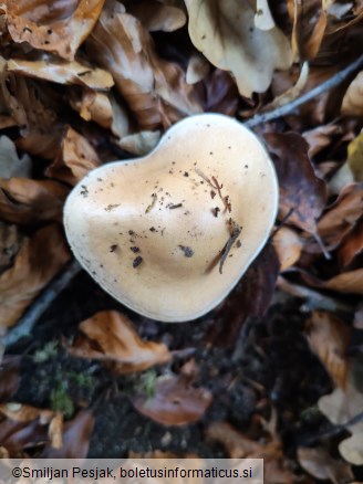 Hebeloma sinapizans