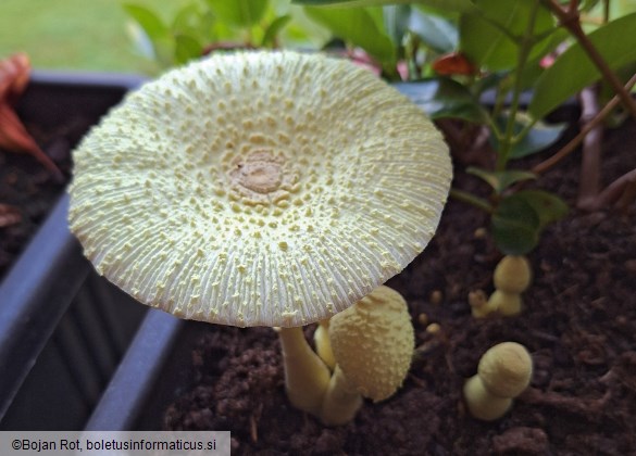 Leucocoprinus birnbaumii