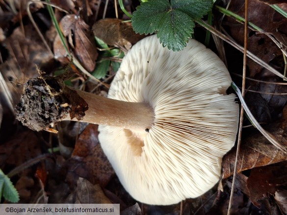 Melanoleuca cognata