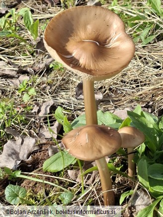 Hymenopellis radicata