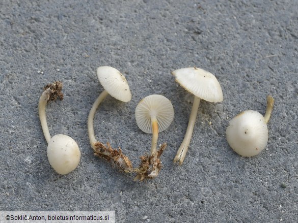 Mycena laevigata