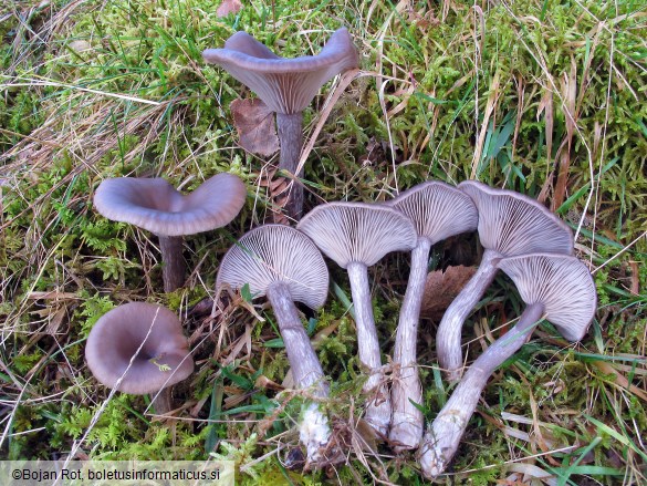Pseudoclitocybe cyathiformis