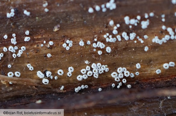 Proliferodiscus pulveraceus