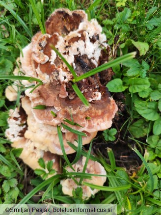 Abortiporus biennis