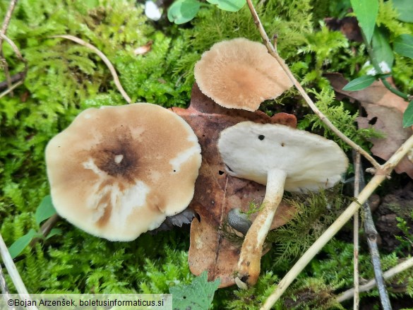 Polyporus ciliatus