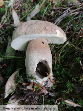 Boletus reticulatus