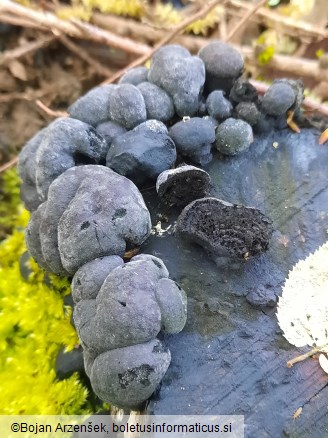Daldinia concentrica
