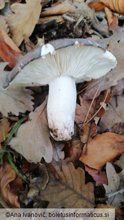 Russula cyanoxantha