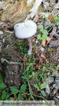 Laccaria amethystina