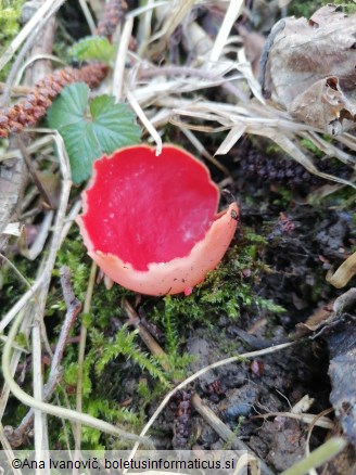 Sarcoscypha austriaca