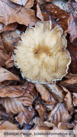 Craterellus lutescens