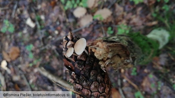 Baeospora myosura